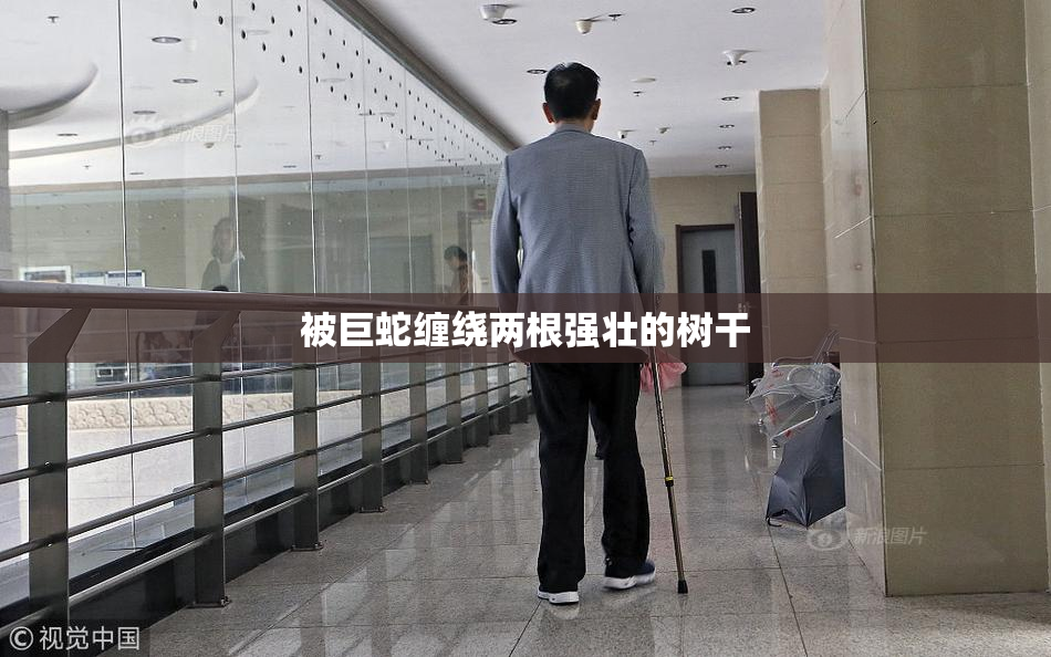 被巨蛇缠绕两根强壮的树干