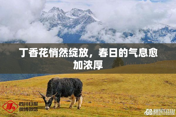 丁香花悄然绽放，春日的气息愈加浓厚