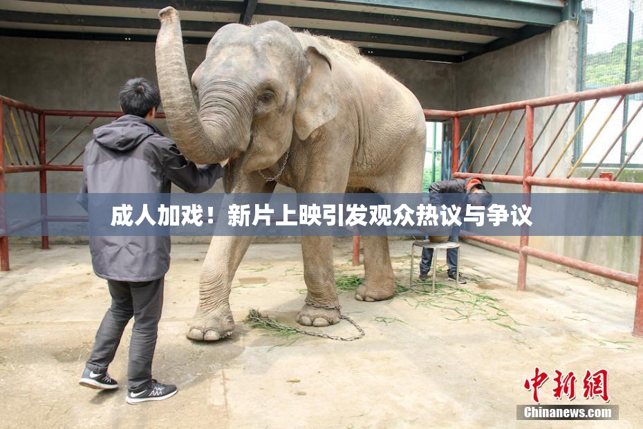 成人加戏！新片上映引发观众热议与争议