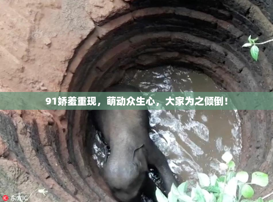 91娇羞重现，萌动众生心，大家为之倾倒！