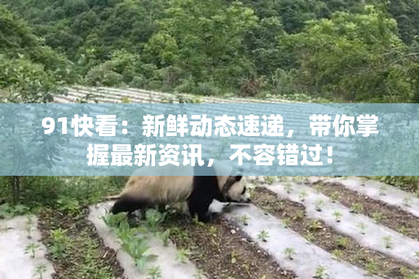 91快看：新鲜动态速递，带你掌握最新资讯，不容错过！