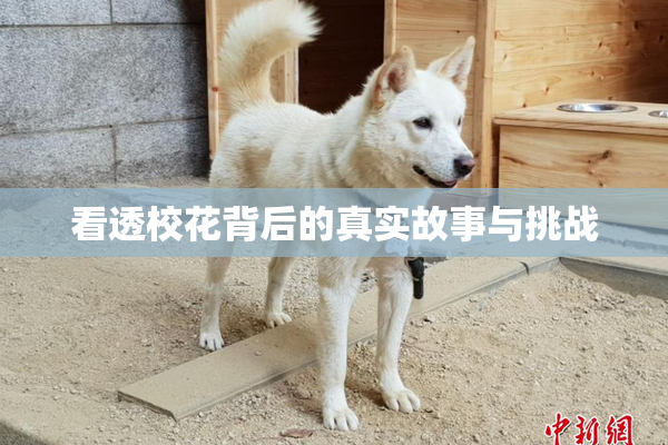 看透校花背后的真实故事与挑战