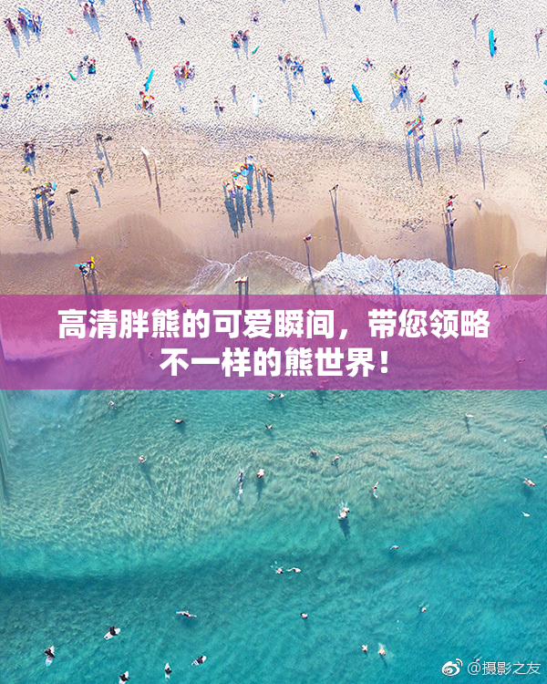 高清胖熊的可爱瞬间，带您领略不一样的熊世界！