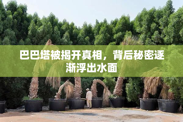 巴巴塔被揭开真相，背后秘密逐渐浮出水面