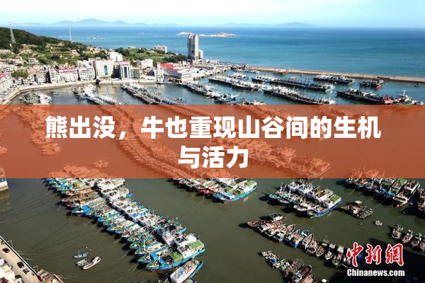 熊出没，牛也重现山谷间的生机与活力