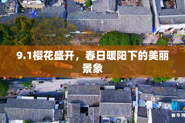 9.1樱花盛开，春日暖阳下的美丽景象