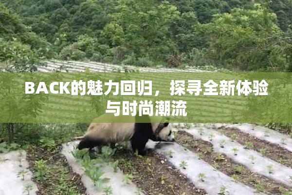 BACK的魅力回归，探寻全新体验与时尚潮流
