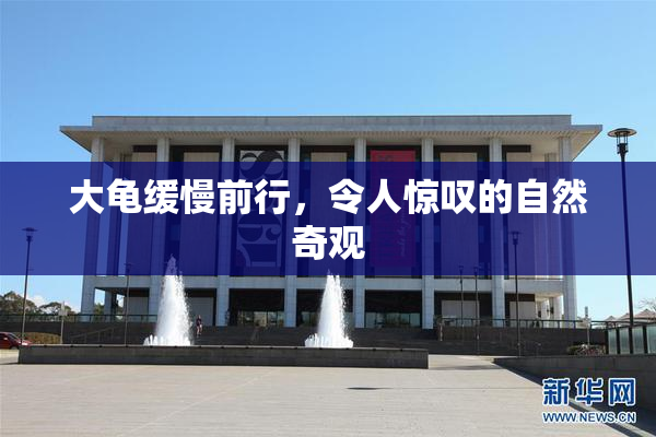 大龟缓慢前行，令人惊叹的自然奇观