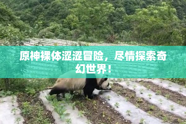 原神裸体涩涩冒险，尽情探索奇幻世界！