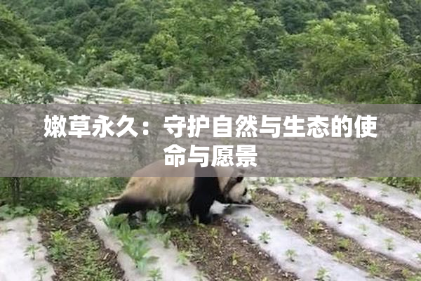 嫩草永久：守护自然与生态的使命与愿景