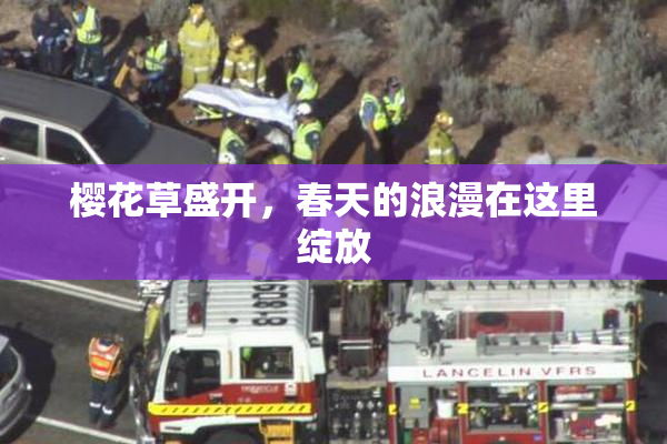 樱花草盛开，春天的浪漫在这里绽放