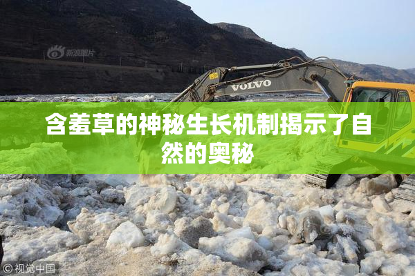 含羞草的神秘生长机制揭示了自然的奥秘
