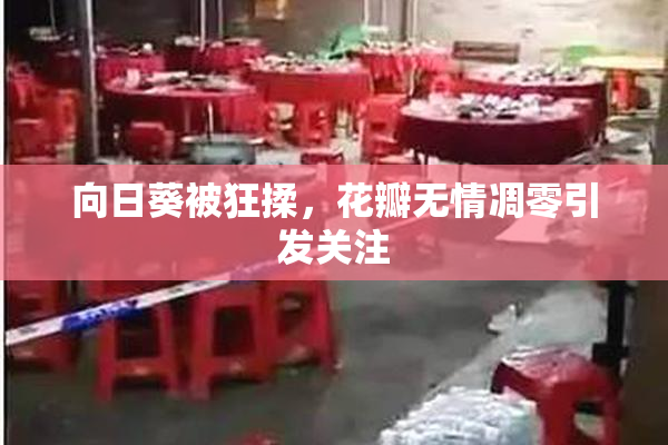 向日葵被狂揉，花瓣无情凋零引发关注