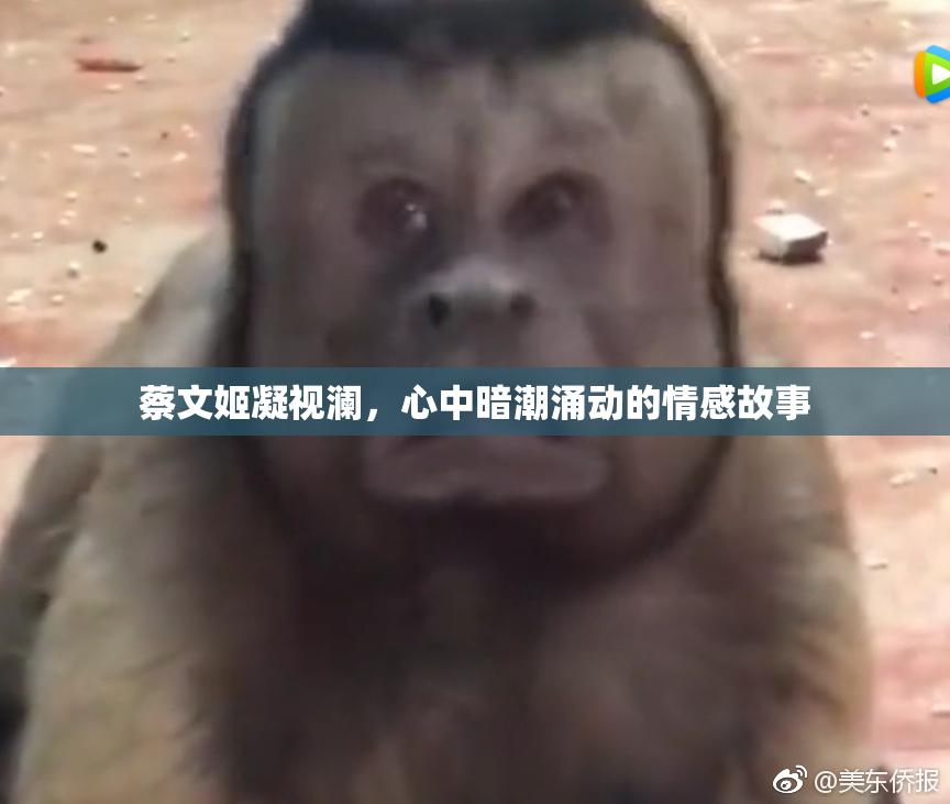蔡文姬凝视澜，心中暗潮涌动的情感故事