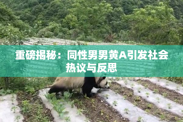 重磅揭秘：同性男男黄A引发社会热议与反思