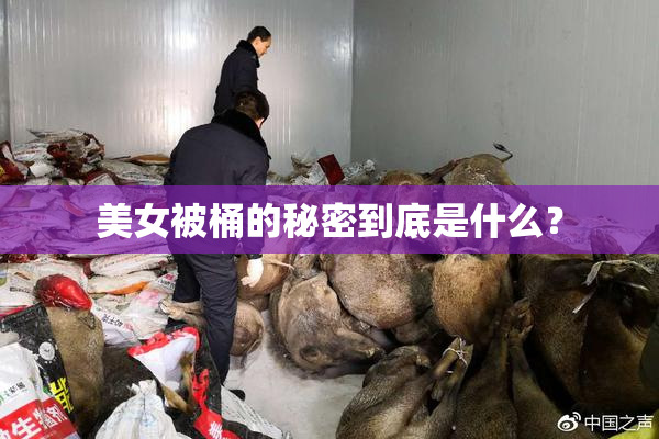 美女被桶的秘密到底是什么？