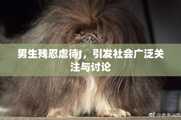 男生残忍虐待J，引发社会广泛关注与讨论