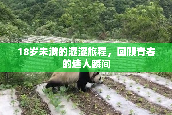 18岁未满的涩涩旅程，回顾青春的迷人瞬间