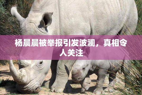 杨晨晨被举报引发波澜，真相令人关注