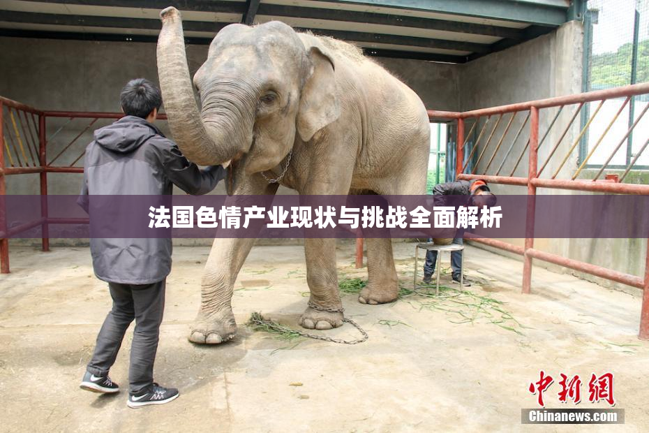 法国色情产业现状与挑战全面解析
