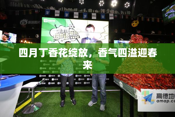四月丁香花绽放，香气四溢迎春来