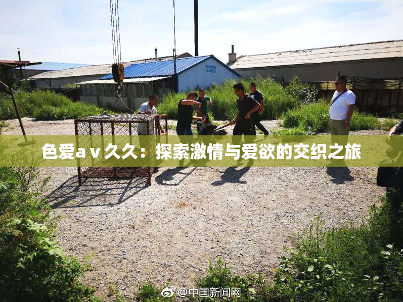 色爱aⅴ久久：探索激情与爱欲的交织之旅