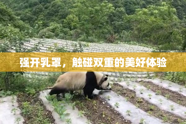 强开乳罩，触碰双重的美好体验