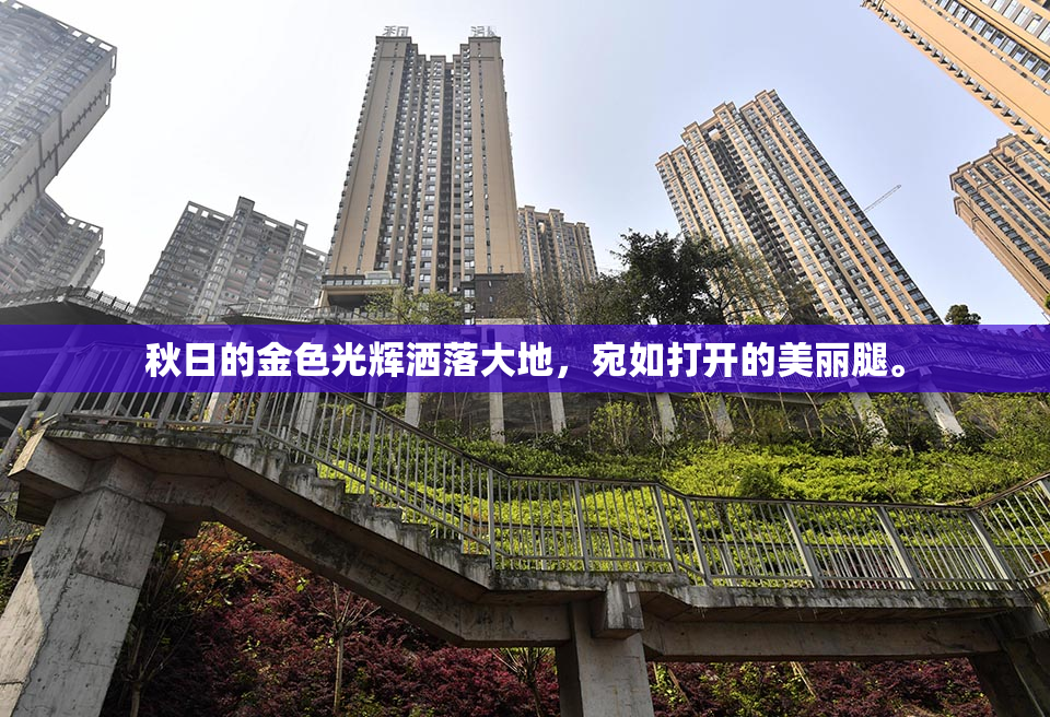 秋日的金色光辉洒落大地，宛如打开的美丽腿。