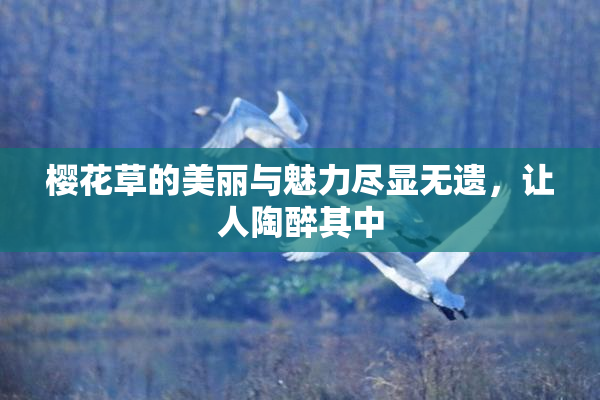 樱花草的美丽与魅力尽显无遗，让人陶醉其中