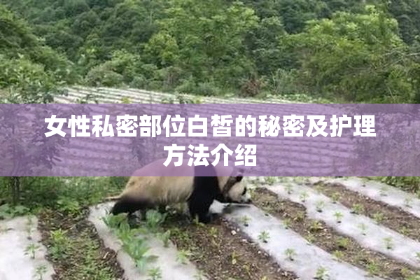 女性私密部位白皙的秘密及护理方法介绍