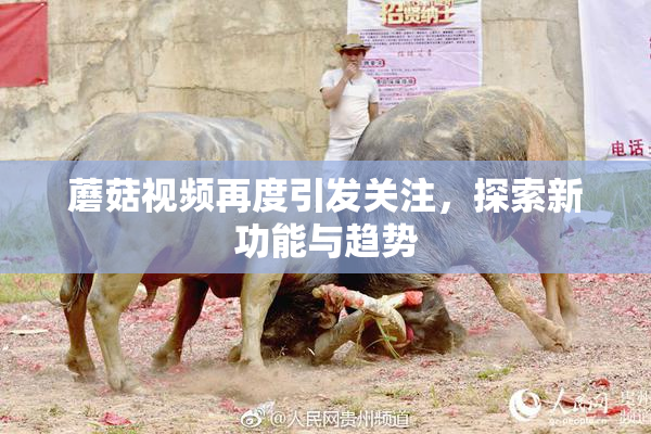 蘑菇视频再度引发关注，探索新功能与趋势