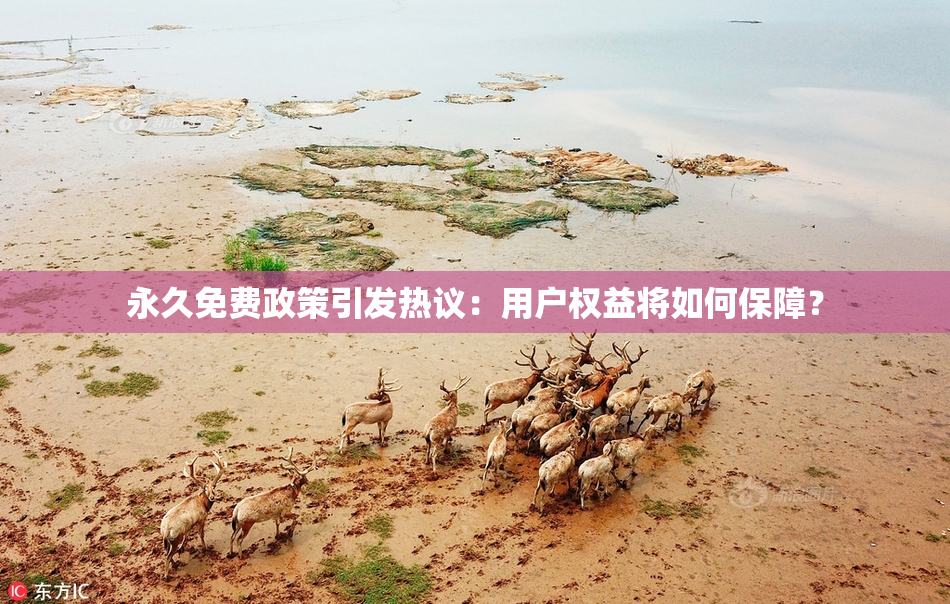 永久免费政策引发热议：用户权益将如何保障？