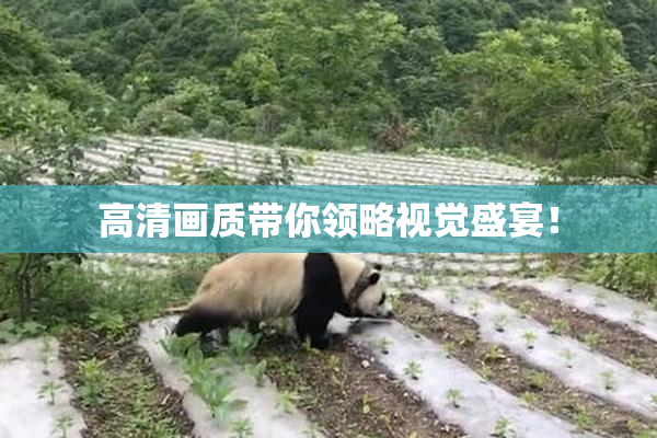 高清画质带你领略视觉盛宴！