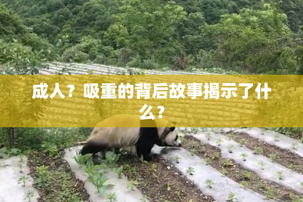 成人？吸重的背后故事揭示了什么？