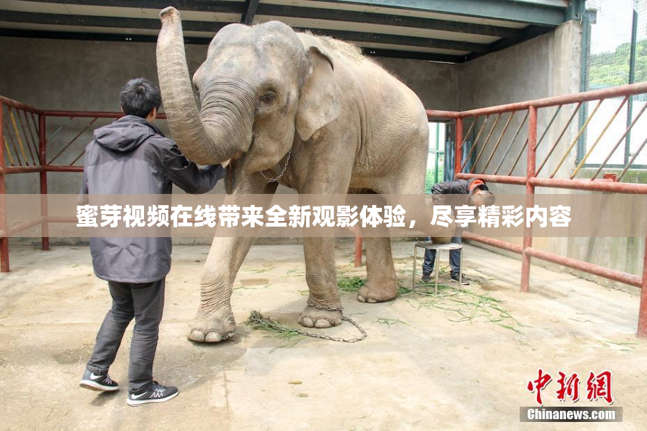 蜜芽视频在线带来全新观影体验，尽享精彩内容