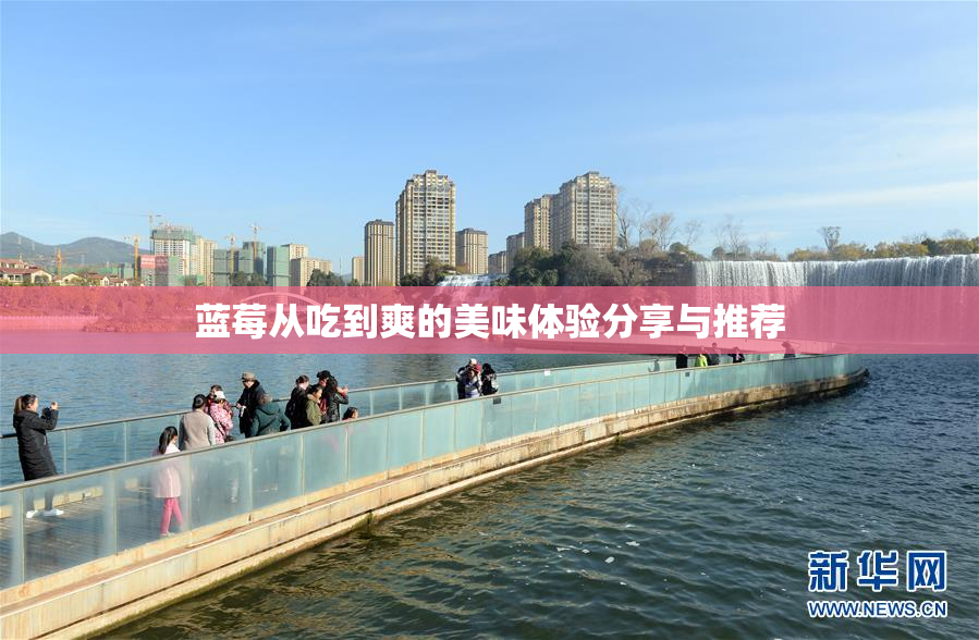 蓝莓从吃到爽的美味体验分享与推荐