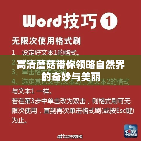 高清蘑菇带你领略自然界的奇妙与美丽