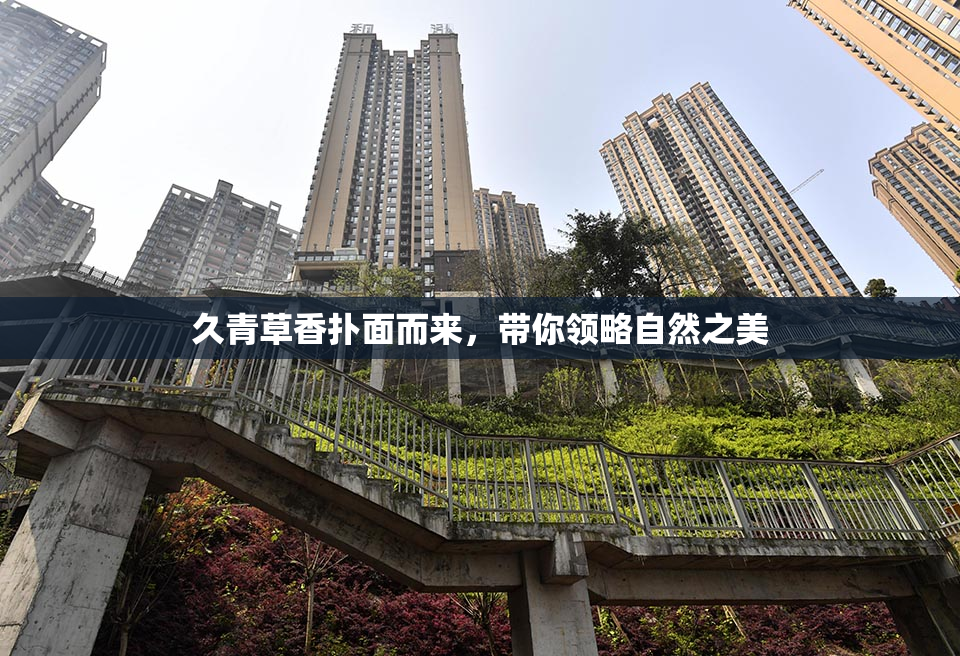久青草香扑面而来，带你领略自然之美