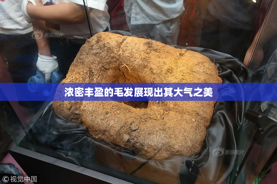 浓密丰盈的毛发展现出其大气之美