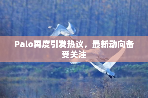 Palo再度引发热议，最新动向备受关注