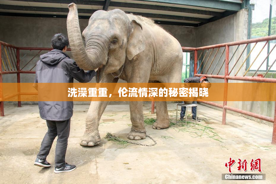洗澡重重，伦流情深的秘密揭晓