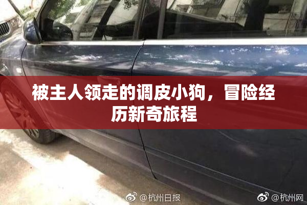 被主人领走的调皮小狗，冒险经历新奇旅程