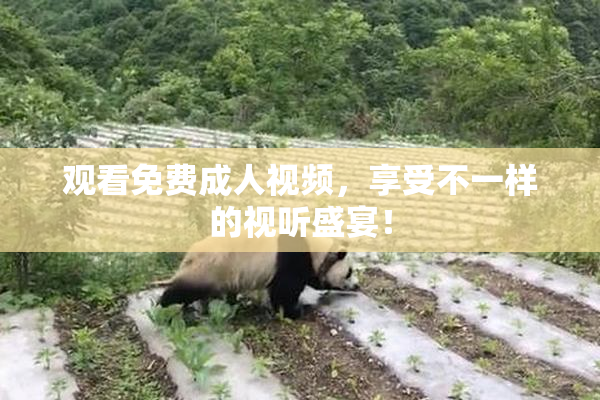 观看免费成人视频，享受不一样的视听盛宴！