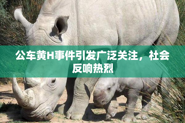 公车黄H事件引发广泛关注，社会反响热烈