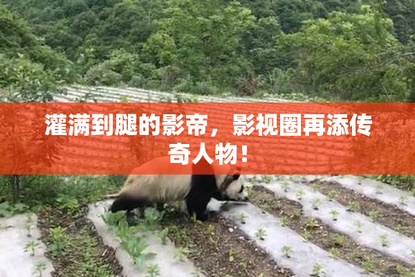 灌满到腿的影帝，影视圈再添传奇人物！