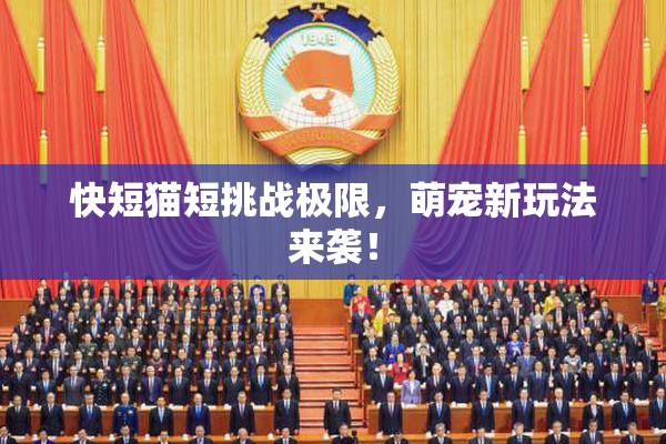 快短猫短挑战极限，萌宠新玩法来袭！