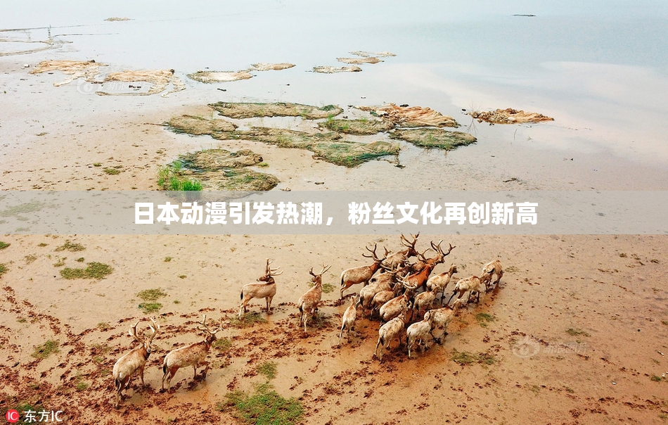 日本动漫引发热潮，粉丝文化再创新高