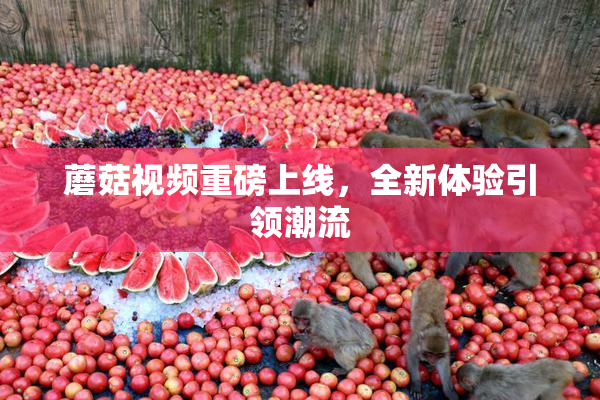 蘑菇视频重磅上线，全新体验引领潮流