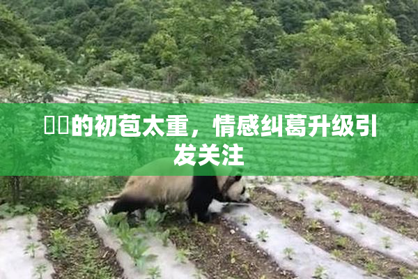 妺妺的初苞太重，情感纠葛升级引发关注