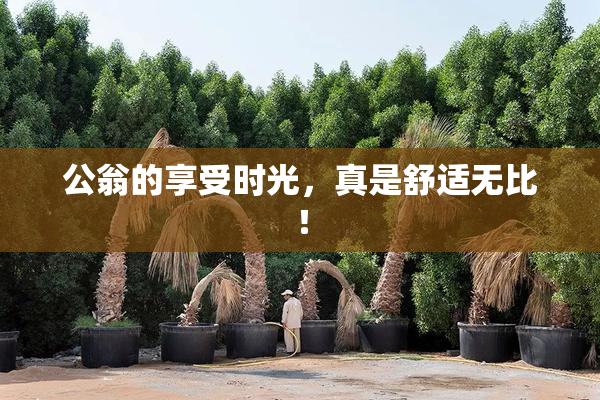 公翁的享受时光，真是舒适无比！